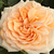 Rosa - Rose Inglesi - Ausjolly